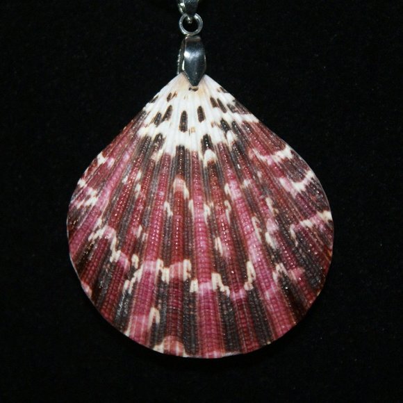 Red Sea Glass set with Pecten Sea Shell - Picture 4 of 6